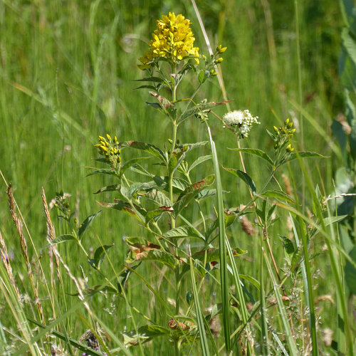 Gemeiner Gilbweiderich / Lysimachia vulgaris